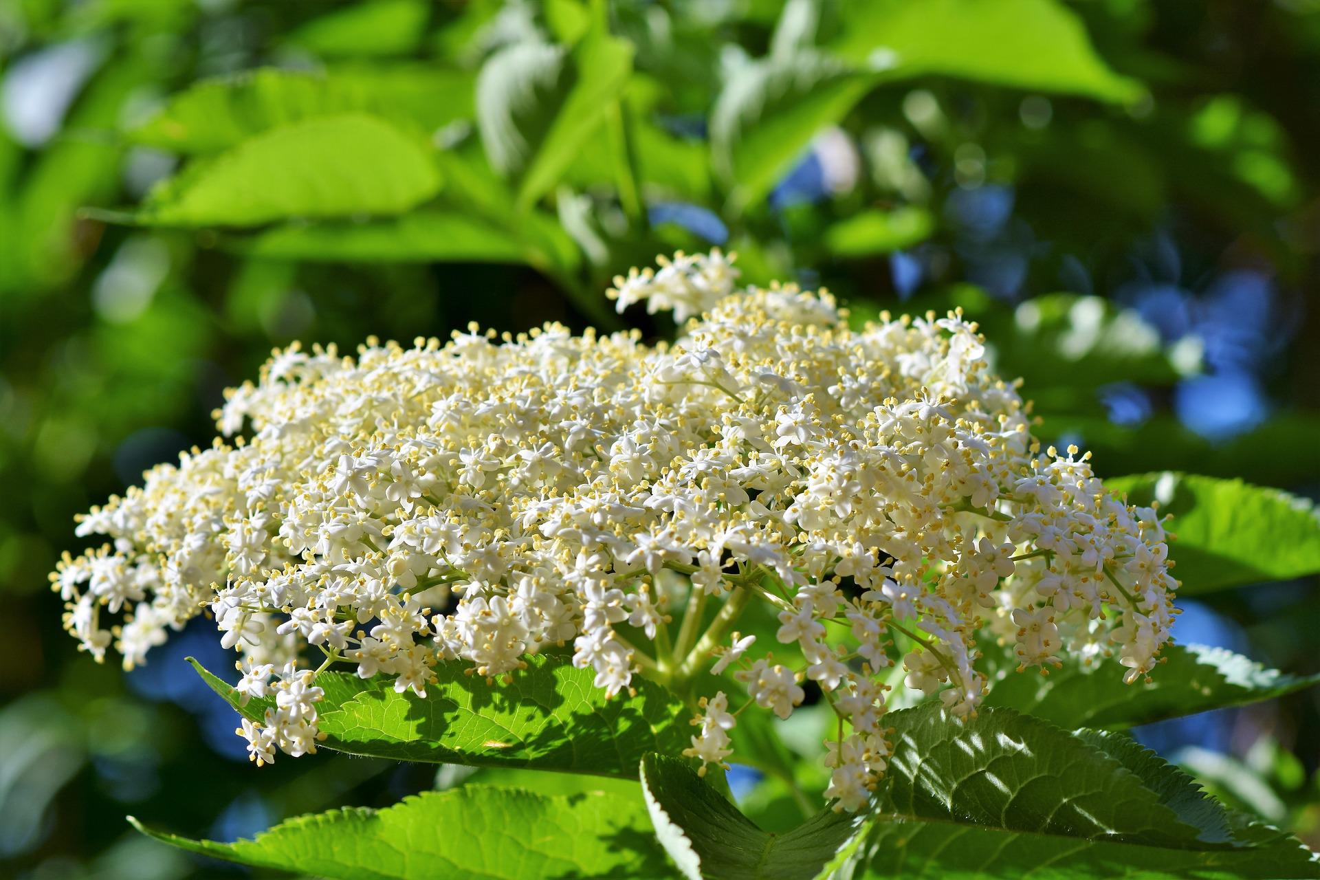 Holunderblütensirup nach Omas Rezept